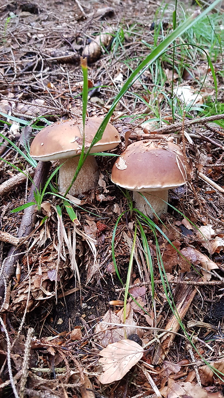 hríb smrekový Boletus edulis Bull.