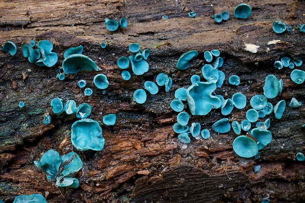 zelenica Chlorociboria sp.