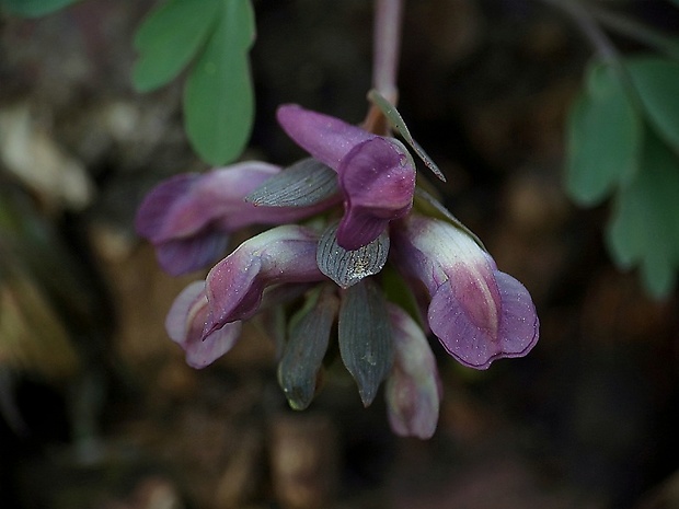 chochlačka plná Corydalis solida (L.) Clairv.