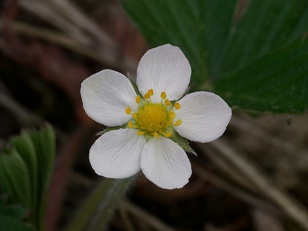 jahoda obyčajná Fragaria vesca L.