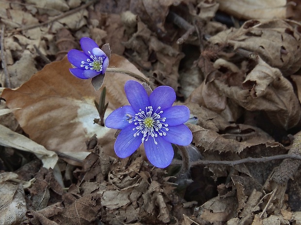 pečeňovník trojlaločný Hepatica nobilis Schreb.