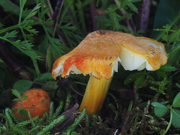 lúčnica ohnivá Hygrocybe intermedia (Pass.) Fayod