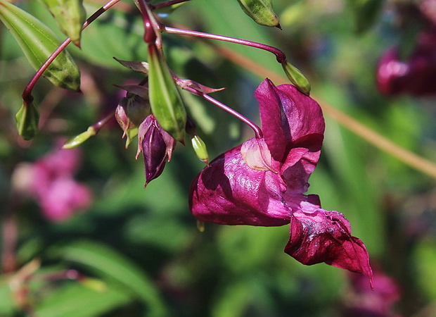 netýkavka žliazkatá Impatiens glandulifera Royle