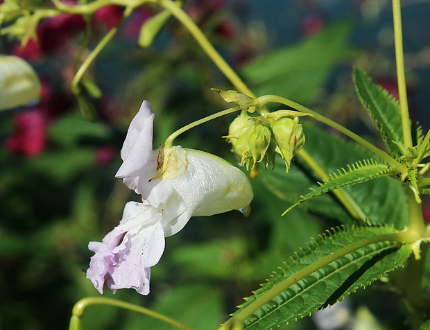 netýkavka žliazkatá Impatiens glandulifera Royle