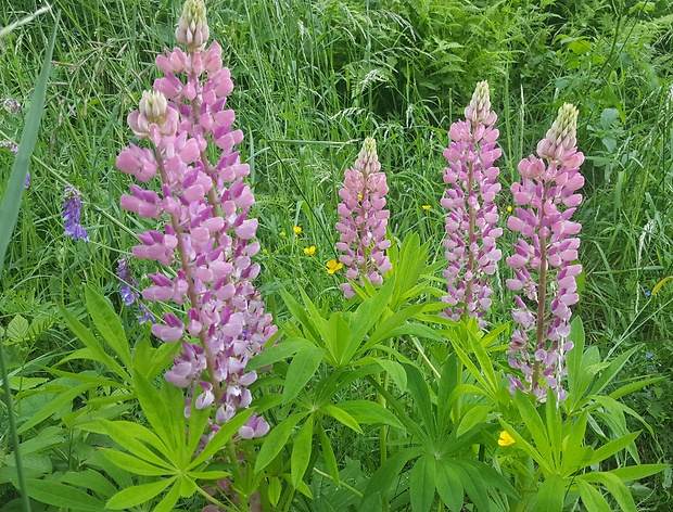 lupina mnoholistá Lupinus polyphyllus Lindl.