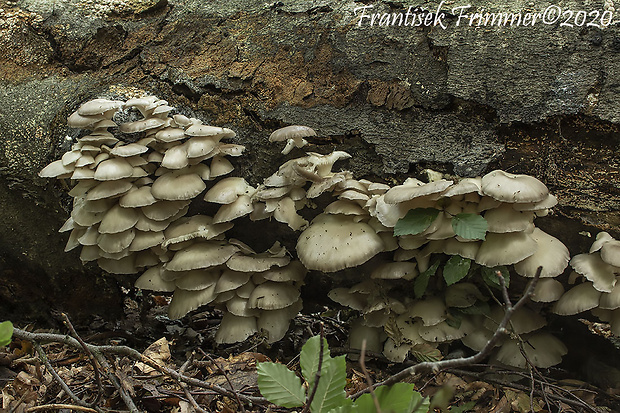 hliva buková Pleurotus pulmonarius (Fr.) Quél.