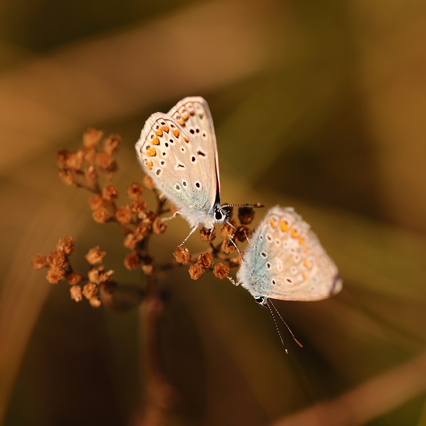 modráčik obyčajný Polyommatus icarus