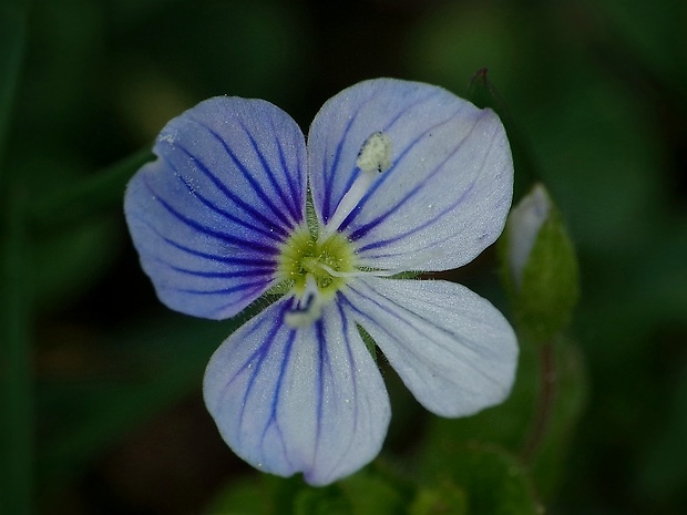 veronika Veronica sp.