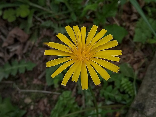 razivka smradľavá Aposeris foetida (L.) Less.