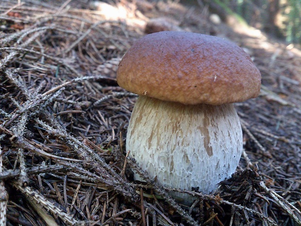 hríb smrekový Boletus edulis Bull.