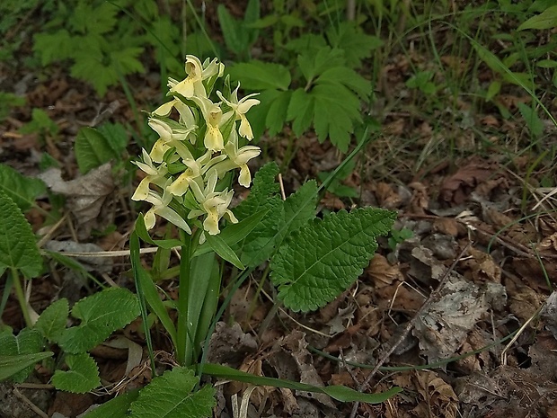 vstavačovec bazový Dactylorhiza sambucina (L.) Soó