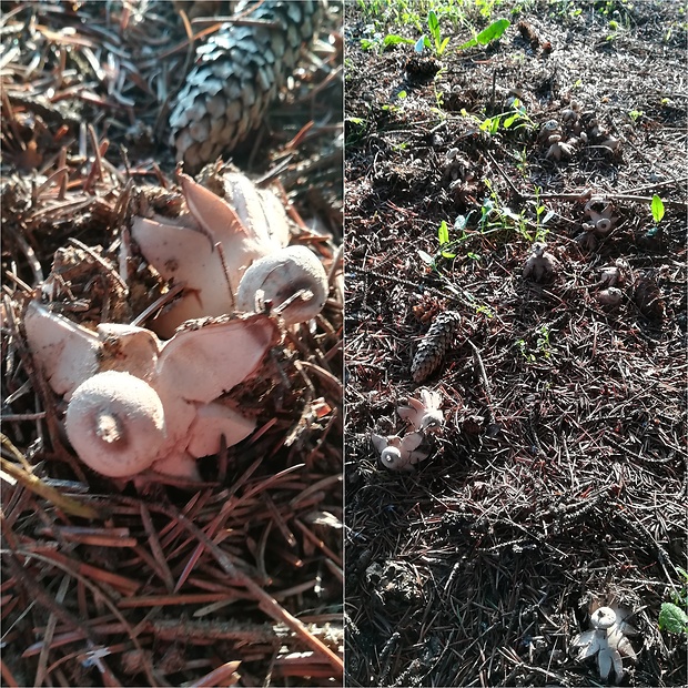 hviezdovka golierikovitá Geastrum striatum DC.