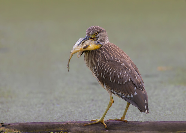 chavkoš nočný Nycticorax nycticorax