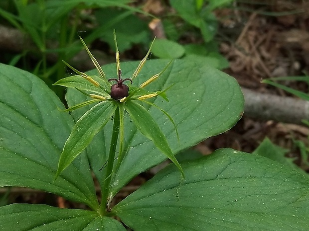 vranovec štvorlistý Paris quadrifolia L.