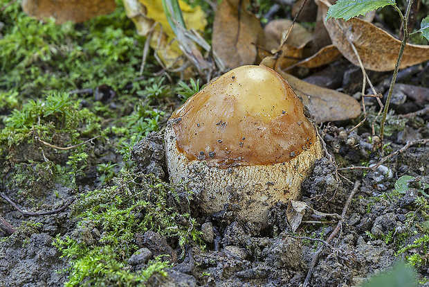 hadovka smradľavá Phallus impudicus L.