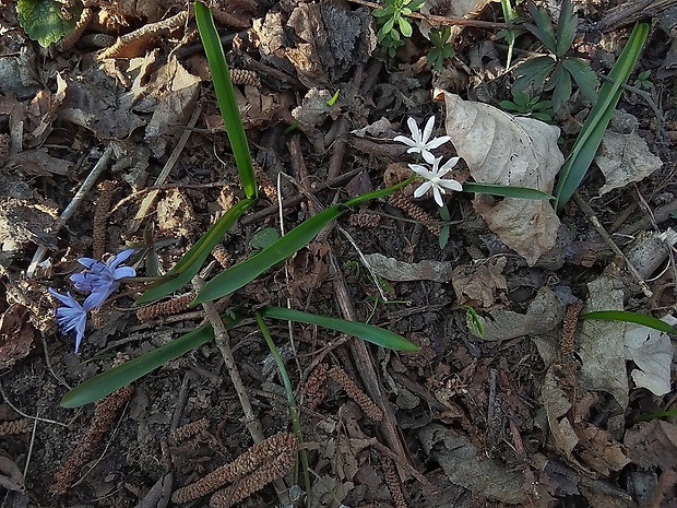 scila karpatská Scilla kladnii Schur