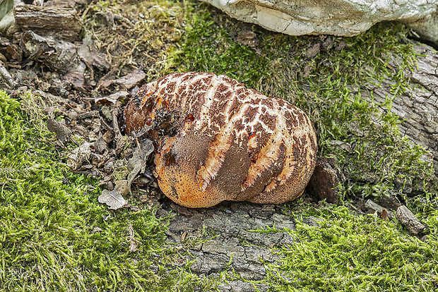 brezovník dubový Buglossoporus quercinus (Schrad.) Kotl. & Pouzar