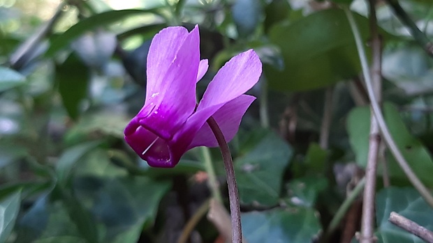 cyklámen purpurový Cyclamen purpurascens Mill.