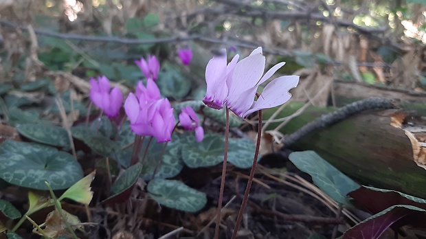 cyklámen purpurový - aj v bielom Cyclamen purpurascens Mill.