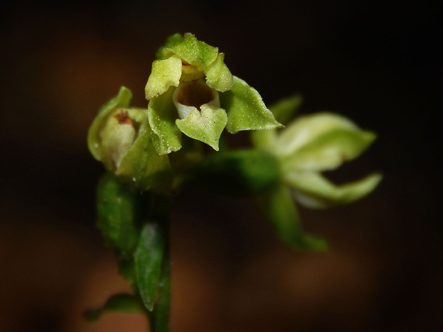 kruštík neskorý Epipactis albensis Nováková & Rydlo