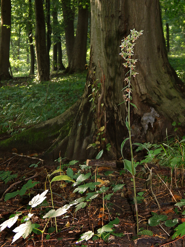 kruštík modrofialový Epipactis purpurata Sm.