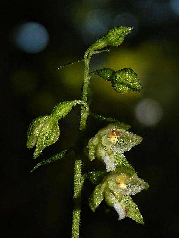 kruštík tallošov Epipactis tallosii Molnár et Robatsch