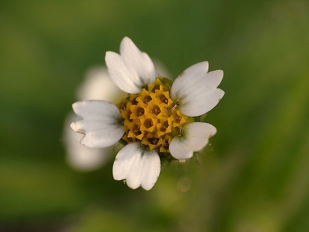 žltnica pŕhľavolistá Galinsoga urticifolia (Humb., Bonpl. et Kunth) Benth.