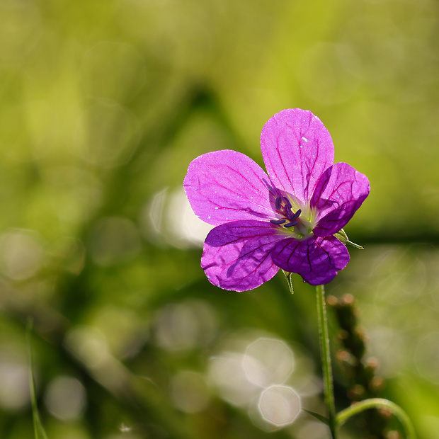 pakost lesný Geranium sylvaticum L.