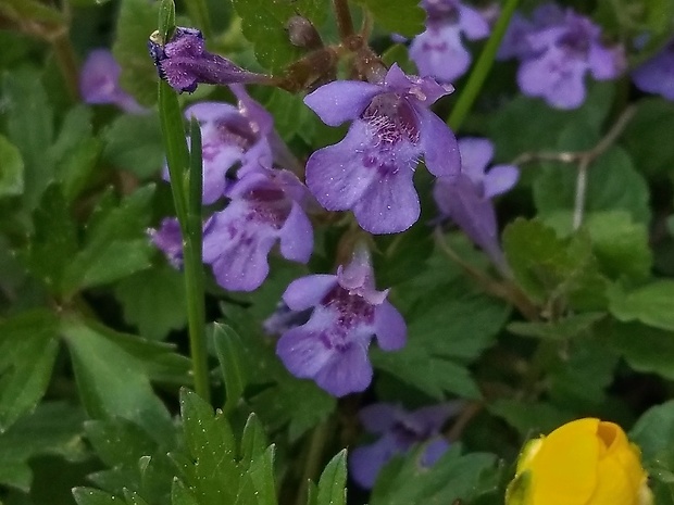 zádušník chlpatý Glechoma hirsuta Waldst. et Kit.