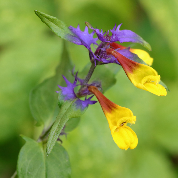 čermeľ hájny Melampyrum nemorosum L.