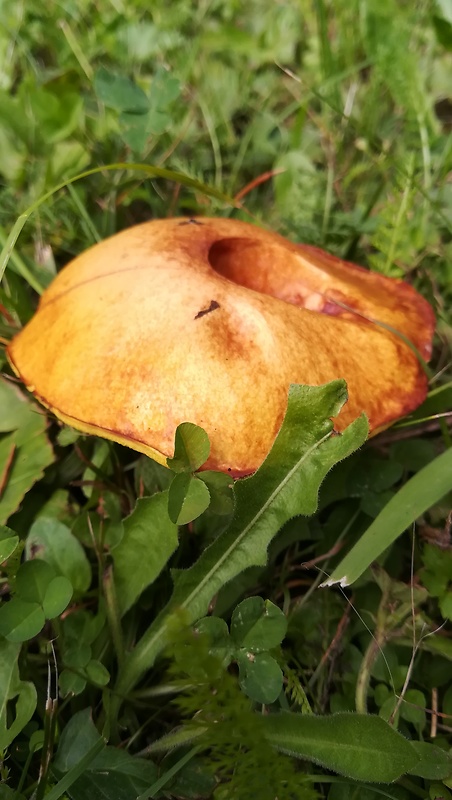 masliak zrnitý Suillus granulatus (L.) Roussel