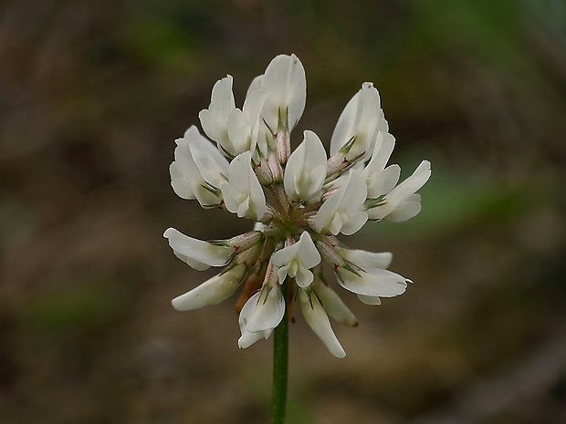 ďatelina Trifolium sp.