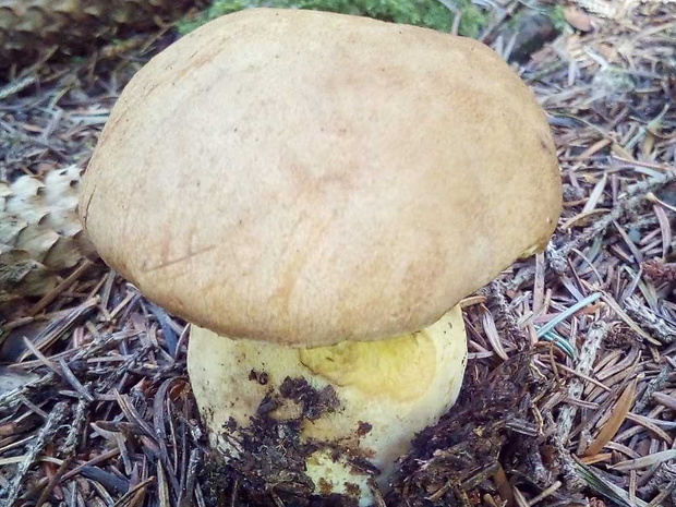 podhríb žlčový Tylopilus felleus (Bull.) P. Karst.