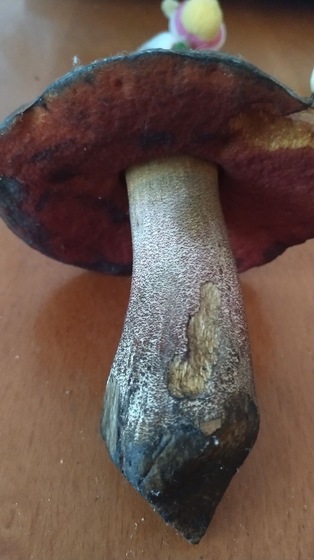 hríb zrnitohlúbikový červený Neoboletus luridiformis var. rubropileus (Dermek) Šutara