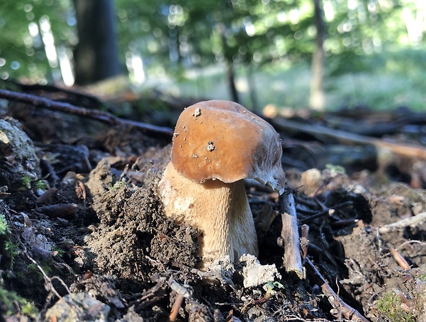 hríb smrekový Boletus edulis Bull.