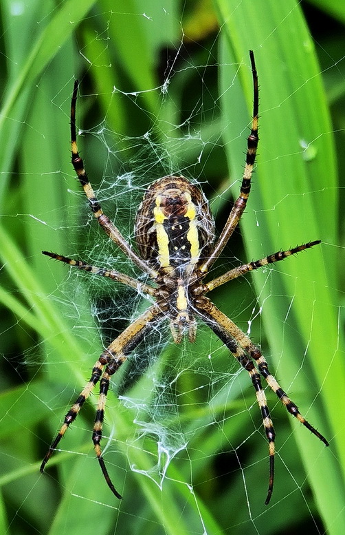 križiak pruhovaný Argiope bruennichi