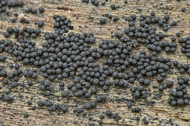 bercia buková Bertia moriformis (Tode) De Not.