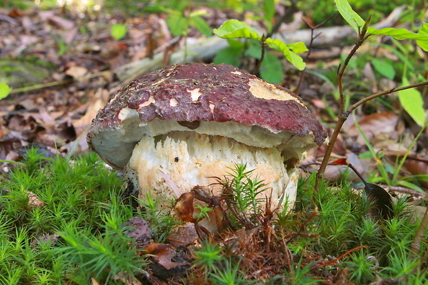 hríb sosnový Boletus pinophilus Pil. et Dermek in Pil.