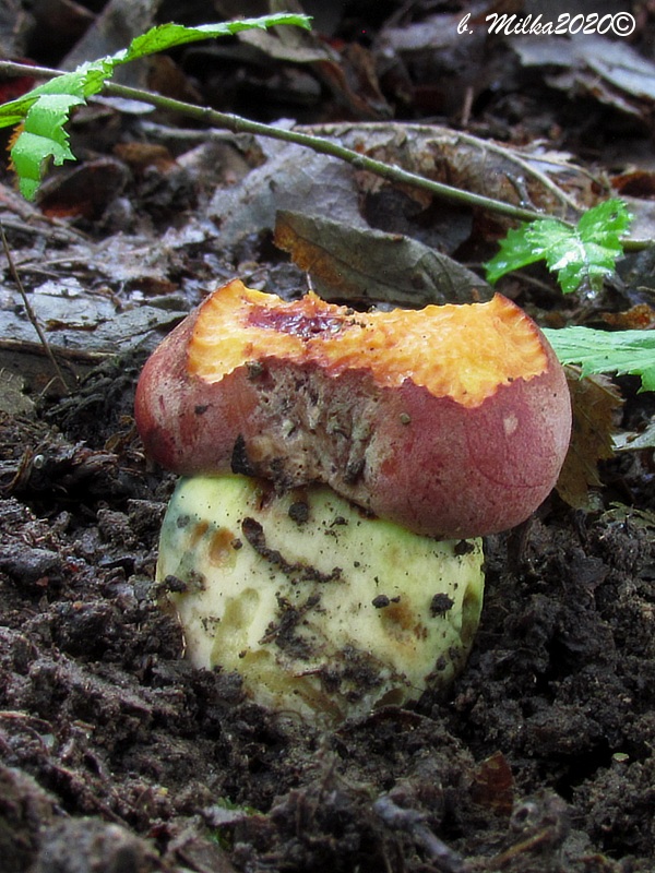 hríb nádherný Butyriboletus fuscoroseus (Smotl.) Vizzini & Gelardi