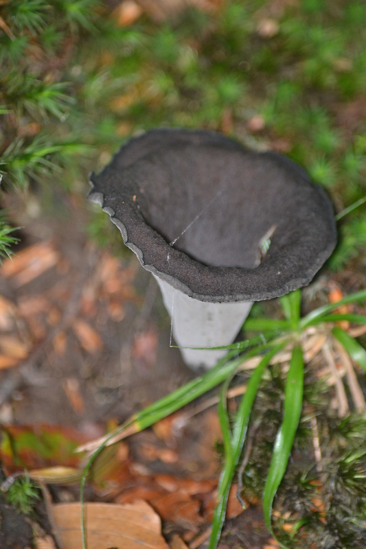 lievik trúbkovitý Craterellus cornucopioides (L.) Pers.