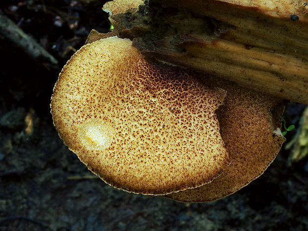 pahliva šafranová Crepidotus crocophyllus (Berk.) Sacc.