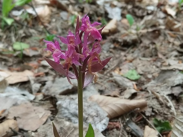 vstavačovec bazový Dactylorhiza sambucina (L.) Soó