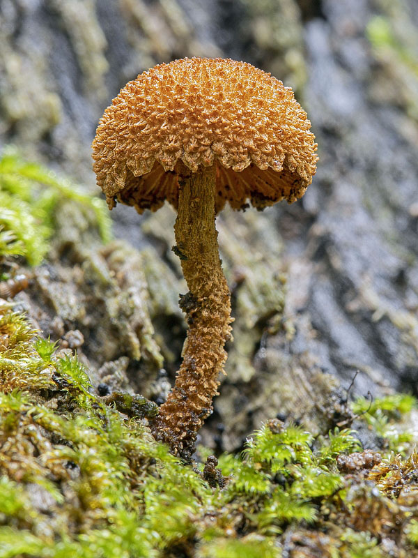 flamulaster ovešaný Flammulaster cf. muricatus (Fr.) Watling