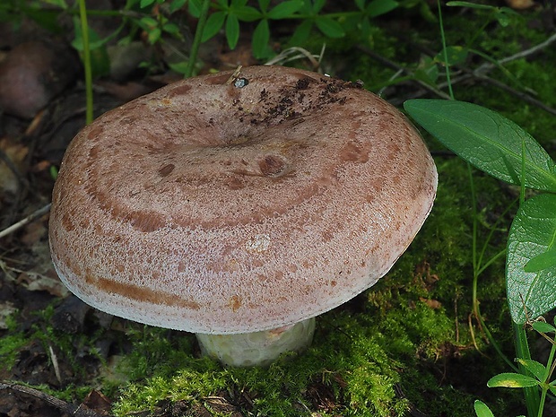 rýdzik škvrnitý Lactarius luridus (Pers.) Gray