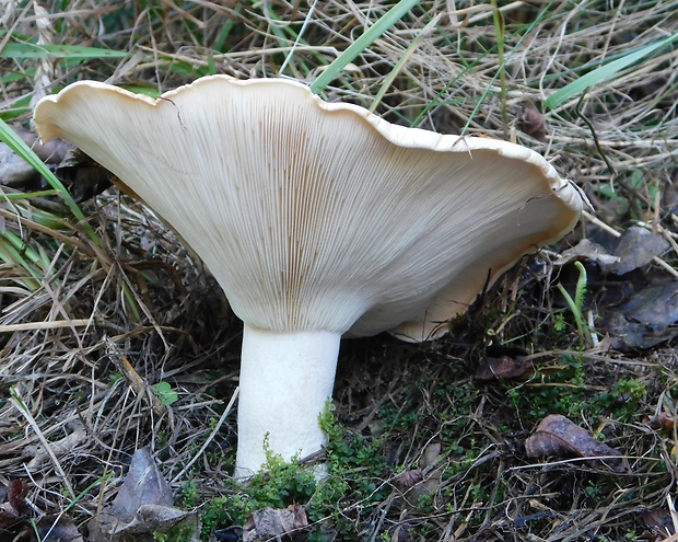 čechratec obrovský Leucopaxillus giganteus (Sowerby) Singer