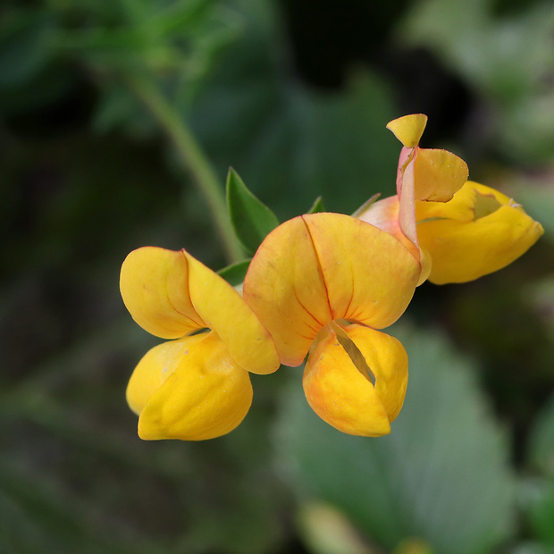 ľadenec rožkatý Lotus corniculatus L.