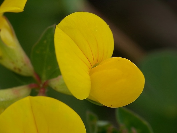 ľadenec rožkatý Lotus corniculatus L.