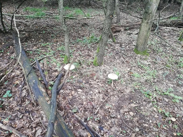 bedľa  Macrolepiota fuligineosquarrosa Malençon