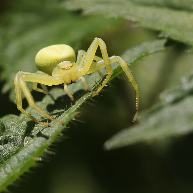 kvetárik dvojtvarý Misumena vatia