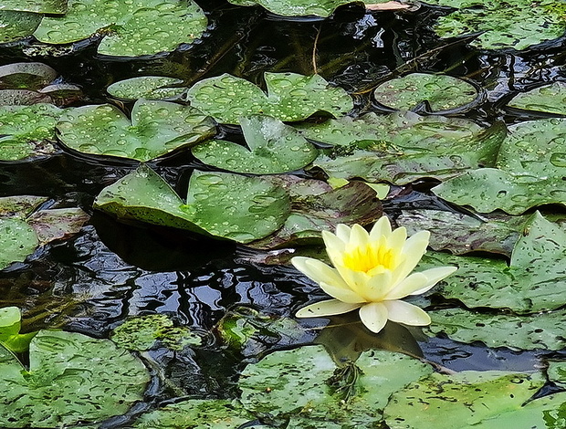 lekno Nymphaea sp.